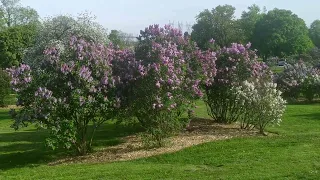 Centennial Lilac Garden - Niagara Falls 2024.05.07