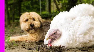 Dog and Turkey are Best Friends! | Oddest Animal Friendship | Love Nature