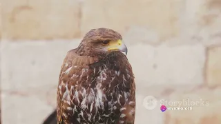 The Mysterious World of Falcons