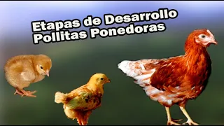 ETAPAS DE DESARROLLO POLLITAS PONEDORAS