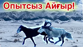 АУЫЗДАНБАҒАН АЙҒЫР! Айғырға шөп салған биелер!