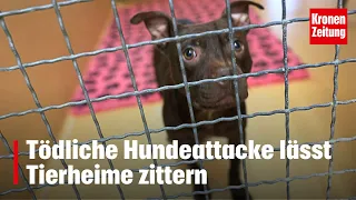 "Wer will mich noch?" - Tödliche Hundeattacke lässt Tierheime zittern | krone.tv NEWS