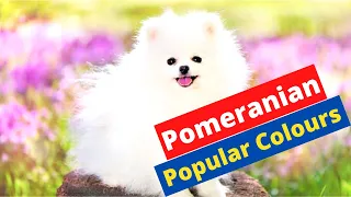 What are the Different colors of Pomeranians? Which one would be best for you?