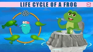 Life Cycle Of A Frog! - The Dr. Binocs Show | Best Learning Videos For Kids | Peekaboo Kidz