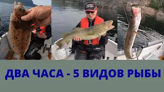 ДВА ЧАСА НА ВОДЕ, 5 ВИДОВ РЫБЫ. РЫБАЛКА В НОРВЕГИИ 2020