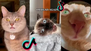 i'm alive i'm dead i'm watching tv tiktok cat compilation