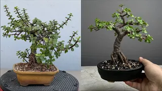 Making Dwarf Jade Shohin Bonsai | Pruning | Repotting | Restoring