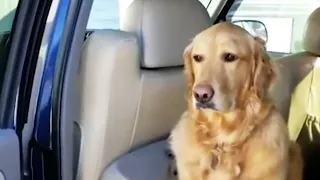 Funniest Reaction of Animals Going To The Vet 😂🐶🐱 2022 NEW! [Funny Pets]