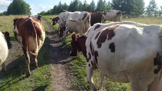 Айрширские коровы. Домой с пастбища