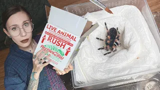 NERVOUSLY Packing & SHIPPING a TARANTULA for the FIRST TIME!