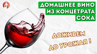 Вино из концентрированного виноградного сока | Дегустация домашнего красного вина