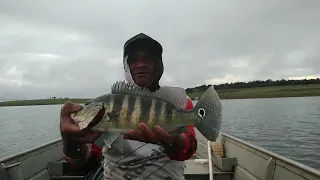 pescamos e fizemos peixe assado em nosso acampamento