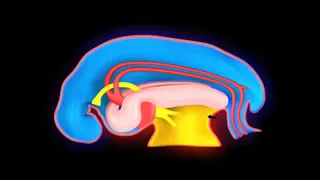 06  Development of body cavity