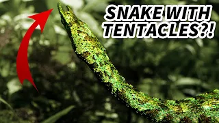 Tentacled Snake Facts: a SNAKE with TENTACLES 🐍 Animal Fact Files