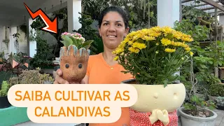 Opções de presente do dia das mães e dicas do cultivo das calandivas 🌸🌺