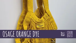 HOW TO MAKE NATURAL DYE WITH OSAGE ORANGE | ORGANIC COLOR | YELLOW GOLD GREEN BROWN | IRON WATER