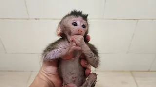 So Difficult to Cleaning This NB Monkey cute