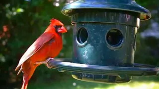 Relax Your Pet | Backyard Birds | Tire Swing & Hanging Feeder | August 5th, 2020