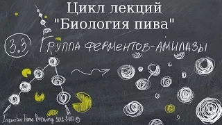 Биология пива. Часть 3.3. Группа ферментов - амилазы.