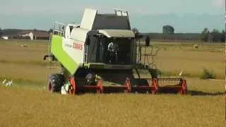 Claas Lexion 580 mietitura riso / rice harvest 09/10/2011