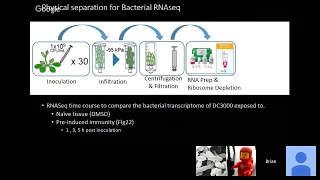 Brian Kvitko: Dazed and Confused: How does plant immunity suppress bacterial virulence?