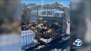 21 dogs die, dozens of others rescued from Lake Los Angeles home
