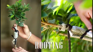 Easy rooting | how to root a branch