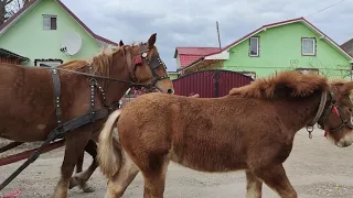 Коні ваговози. Гарні Коники.