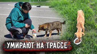 ПОГИБАЮТ НА ТРАССЕ. Вывезенные собаки в опасности, девочка совсем истощена, нам нужен очень СЕТКОМЕТ