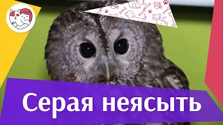 Обыкновеная серая неясыть на  ilikepet