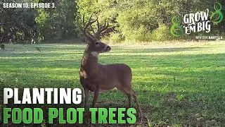 Top 3 Tips When Planting Spring Food Plot Trees