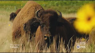 Colorado Experience | Return of the Buffalo, Part 2 (preview)