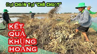 DỠ CHÀ CHUỘT MÙA NẮNG HẠN Ở MIỀN TÂY • CHUỘT NHIỀU KO THỂ TƯỞNG TƯỢNG ĐƯỢC • Mouse