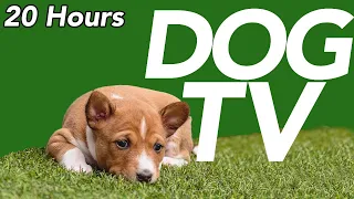 DOG TV - Interactive Walking Video for Dogs to Watch! (20 Hours)