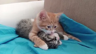 🍊🍬🍮Playful Orange Kitten Wants to Play with Its Sibling #kittenvideos #catvideos #catlove#kittens