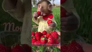 monkey monkey eating strawberry is so cute #shorts #monkey