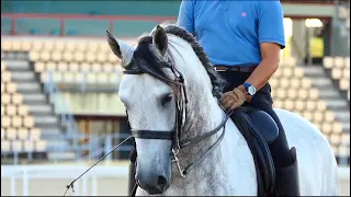 Ma Da PRE stallion, 8y, 160 cm