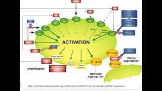 PA - Anticoagulation