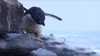 Young Penguin's Narrow Escape and First Swim | BBC Earth