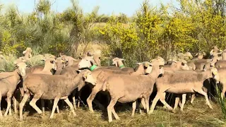 Después de la vacuna los animales lo sienten