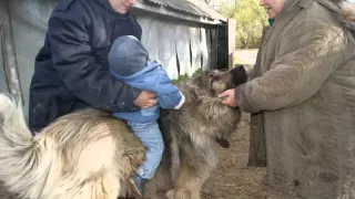 Кавказские овчарки и дети