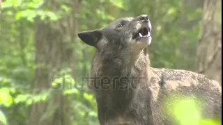 Howling Wolf Canis Lupus incl  Sound   Close Up  Wolves Communicate With Each Other Using Scents And