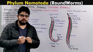 Phylum Nematode / Aschelminthes Or Round Worms