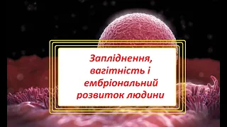 Запліднення, вагітність і ембріональний розвиток людини