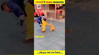 Animal funny video😝🤣 | #shorts #funnyvideo #dog #monkey #ytshorts #factspower