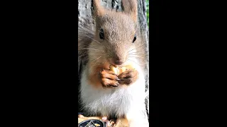 Бельчонок впервые пьёт воду из банки / Little squirrel drinks water from a jar for the first time