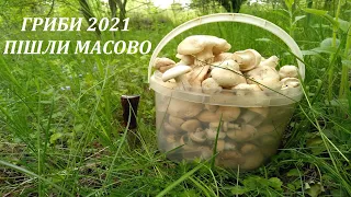 Гриби 2021  - Великі Поляни Грибів! Гриби 2021 Пішли МАСОВО