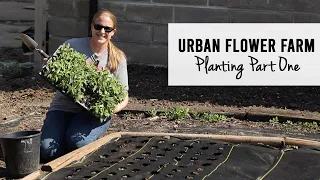 Planting My Urban Cut Flower Farm - Part One : Sunshine and Flora