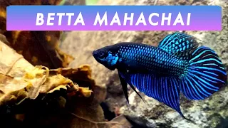 Male & Female Wild Betta Mahachai Community Aquarium | Wild Bettas