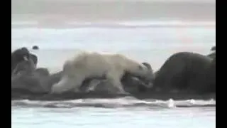 Охота белого медведя на моржей